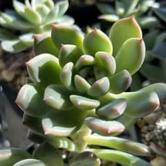 多肉植物 プロリフィカ×アモエナ（カット苗）①のサムネイル
