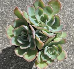 多肉植物　夕波　おらいさん苗　群生のサムネイル
