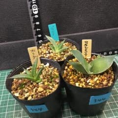 344.観葉植物 アガベ ホリダ他セット（実生） - メルカリ
