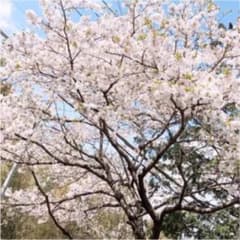 ‎❤︎ S ❤︎様専用のサムネイル