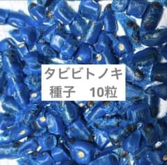 タビビトノキ 種 10粒 - メルカリ