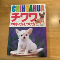 チワワの飼い方・しつけ方のサムネイル