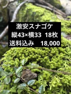 【大容量】天然スナゴケ 無農薬 18枚 （約43cm×33cm）テラリウム 苔庭 大容量】天然スナゴケ 無農薬 18枚 （約43cm×33cm）テラリウム 苔庭