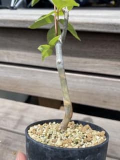 【セール】コミフォラ　シヌアタ　No.001　鉢、送料込　メルカリ便 セール】コミフォラ シヌアタ No.001 鉢、送料込 メルカリ便 セール