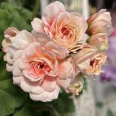 希少品種ゼラニウム 珍しいゼラニウム レア品種ゼラニウムECO02 - メルカリ