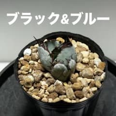 アガベ チタノタ ブラック&ブルー BBのサムネイル