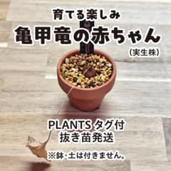 亀甲牡丹 実生 鉢植え メルカリ便送料込み 亀甲竜 塊根植物 - メルカリ