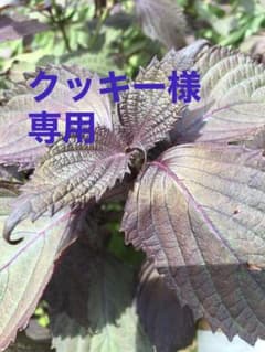 クッキー様専用です。のサムネイル