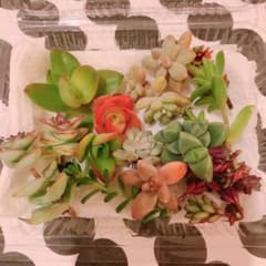 Aya様専用☺︎多肉苗のサムネイル