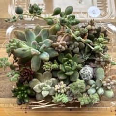 多肉植物 詰め合わせ 多肉植物カット 多肉弁当 2のサムネイル