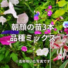 朝顔の苗 3本 品種ミックス - メルカリ