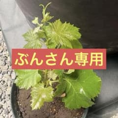 ブドウ天晴（あっぱれ）の挿木苗❹のサムネイル