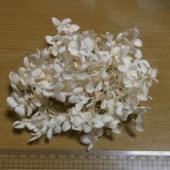 プリザーブドフラワー【ソフトアナベル】オフホワイト １のサムネイル