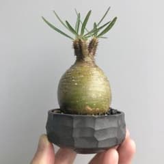 【発根済】塊根植物 ／ パキポディウム グラキリス ／ 現地球 ／ N/OHのサムネイル