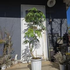 ① エバーフレッシュ曲がり仕立て 10号 特大苗木最高等級極上品