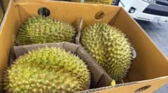 ドリアン 3玉 タイ産　訳あり　割れている タイ産 ドリアン 1玉入り 3キロから - メルカリ