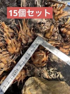 ソテツ15個セット　一箱のみのサムネイル