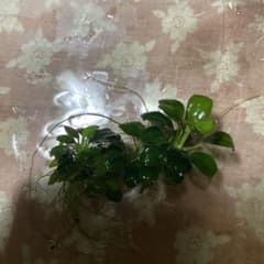 アヌビアスプチ３０枚のサムネイル