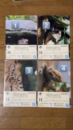 値下　爬虫類&両生類 一番くじ クリアファイル　ステッカー H賞　8種のサムネイル