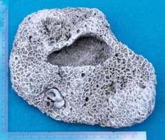 天然サンゴ(菊目石)の植木鉢のサムネイル