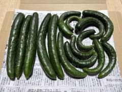 秋田県産　きゅうり　箱込み約800gサイズいろいろのサムネイル