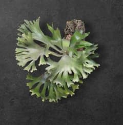 【1株限定出品】P.HAS 'Over whelming'/ビカクシダ m65866449176_1.jpg?1761298782