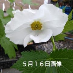 山野草　妖精の舞　シラネアオイ　15D 山野草 妖精の舞 シラネアオイ 15D - メルカリ