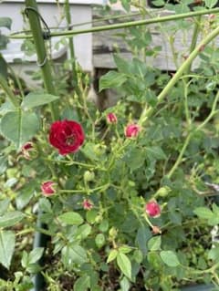 ミニ薔薇レッドキャスケード挿し木苗のサムネイル