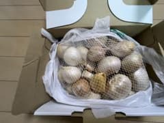 厚み3㎝までの箱では送れない、ほぼ粒が揃っているジャンボ生ニンニクのサムネイル