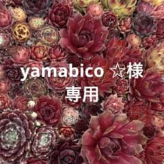 yamabico ☆　センペルビウム yamabico ☆様専用 センペルビウム - メルカリ