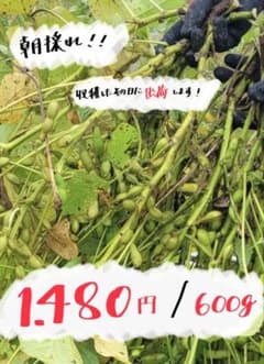 【収穫したその日に出荷！】丹波篠山 黒枝豆 さやのみ