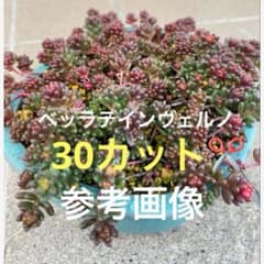 多肉植物　セダム　ベッラデインベルノ　30カット ベッラデインベルノ カット苗 セダム 寄せ植え つぶつぶ多肉植物 30