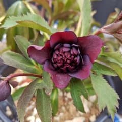 クリスマスローズ 広瀬園芸 ダーククレオパトラ 株分け - メルカリ