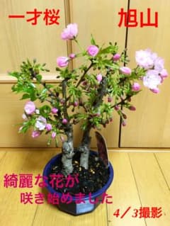 一才桜　（旭山）　2本立て　樹高30cmのサムネイル