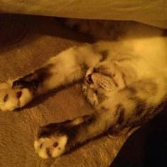 ○たっくん様専用○健さんバンスコ○のサムネイル