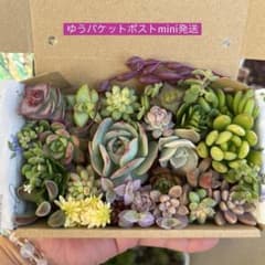 多肉植物 カット苗 寄せ植えセット 詰め合わせ - メルカリ