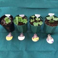 ラナンキュラスラックスお得4品種セット（ラベル添付） - メルカリ