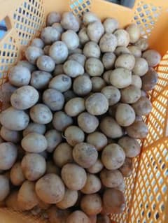 徳之島産新じゃがいも　訳あり20キロのサムネイル
