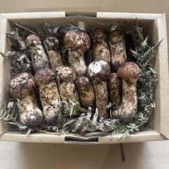 ①岩手県産松茸 まつたけコロ 訳あり 400ｇ - 4