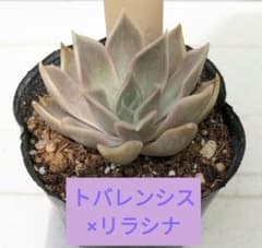 ミソッブさん 『トバレンシス×リラシナ』札なし抜き苗 - メルカリ