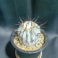Copiapoa　コピアポア シネレア　黒王丸　現地球　輸入株　カキコ