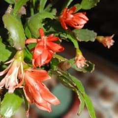 デンマークカクタス オレンジコンペイトウ 手の上の枝カットし、発送し