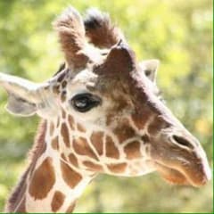 なっちょ様専用のサムネイル