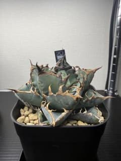 【狂刺大株】アガベ オテロイ 実生選抜コレクション株　鉢ごとメルカリ便発送 アガベ オテロイ 実生2024 選抜③ - メルカリ