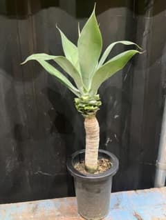 まぁぁ　アガベ　ボーチンブルー　 プヤ　セルーレア　2株セット まぁぁ様専用 アガベ ボーチンブルー プヤ セルーレア 2株セット