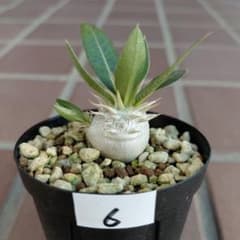 パキポディウム レウコキサンツム 白花恵比寿笑い 6 - メルカリ
