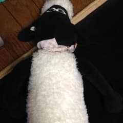 ひつじのショーンのサムネイル