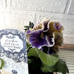 S可愛い♡パンジー♡モルゲンロート♡遊花♡3号♡ポットごと宅急便