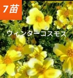 ウィンターコスモス 抜き苗 - メルカリ