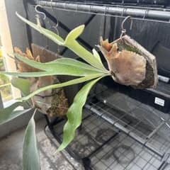 ビカクシダ ベイチー（veitchii）［板付け］のサムネイル